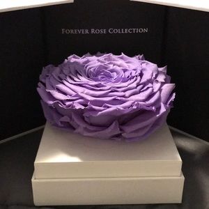 The Only Roses Forever Rose Collection